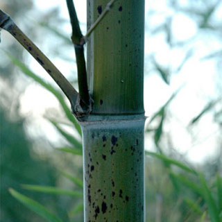 Phyllostachys b Tanakae